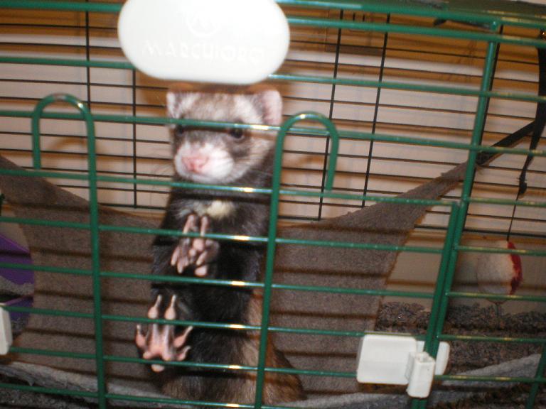 Chewy sleeping. (awww/haha)